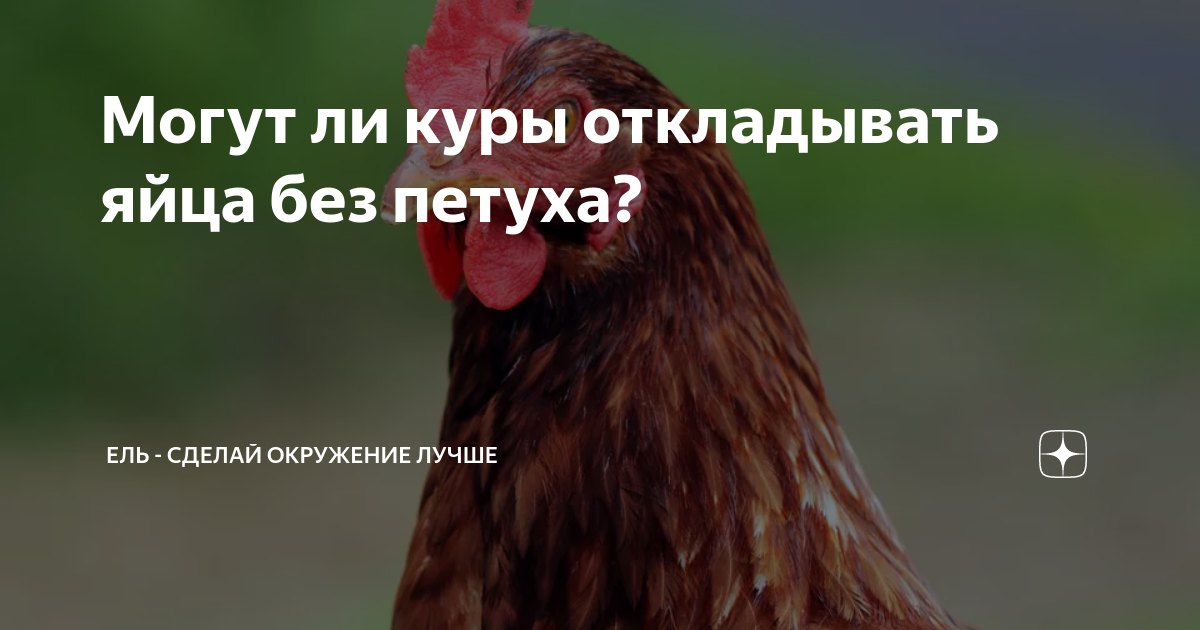 Несут ли куры яйца без петуха?