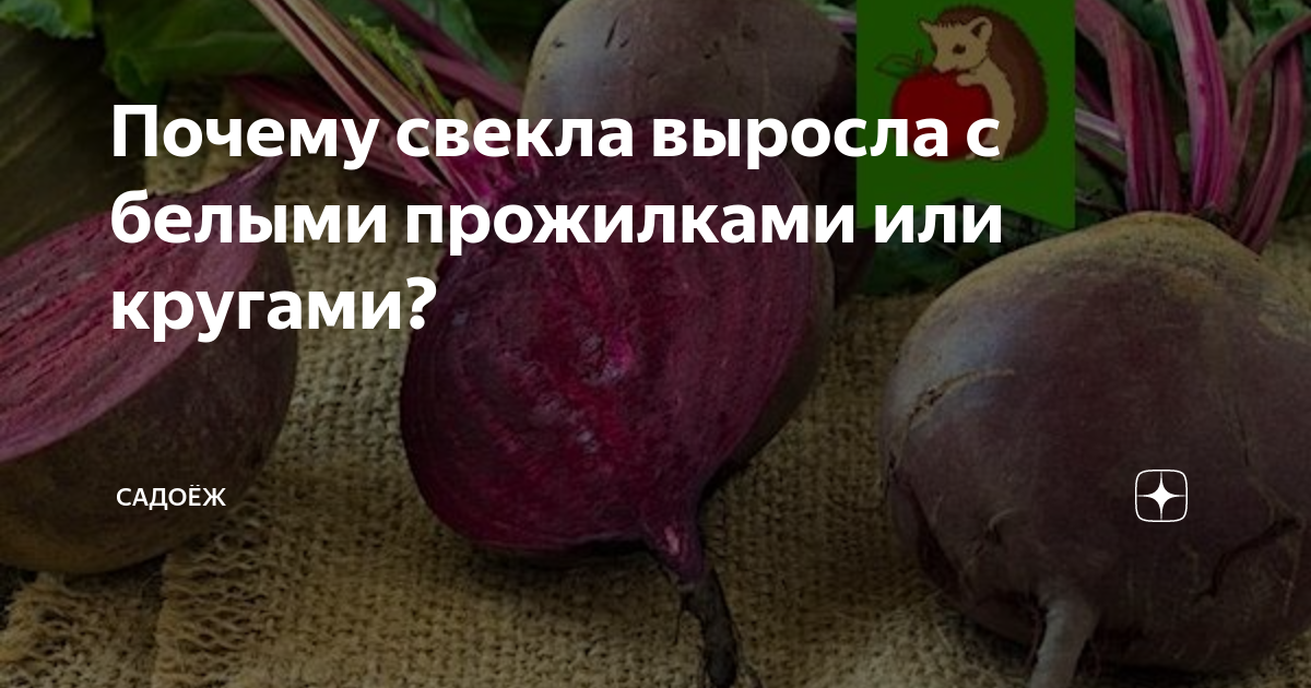 Почему свекла выросла волосатая или, как говорят, "с бородой"? садоёж Дзен