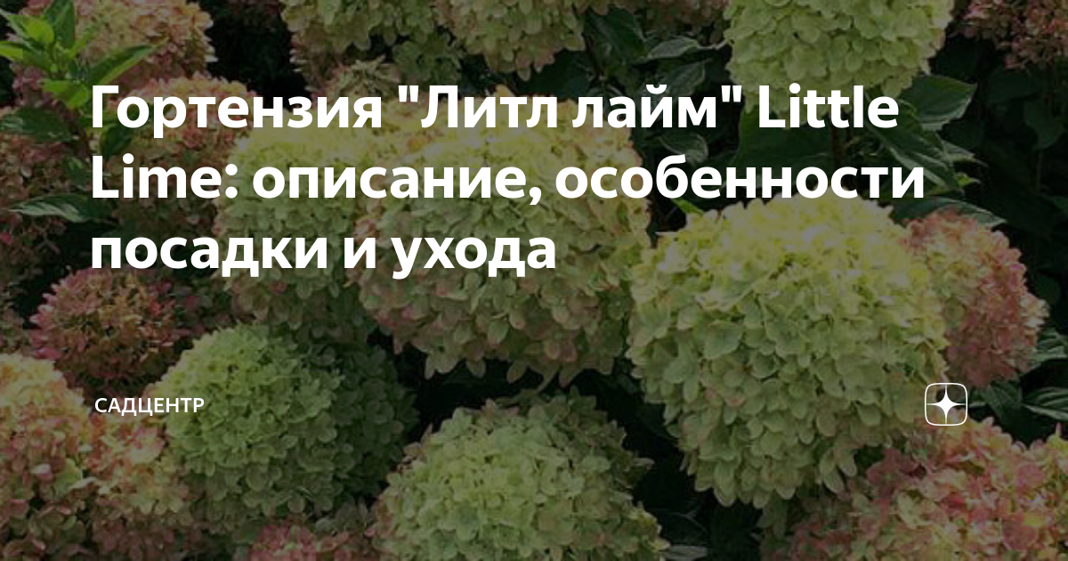 магнолия литл джем посадка и уход