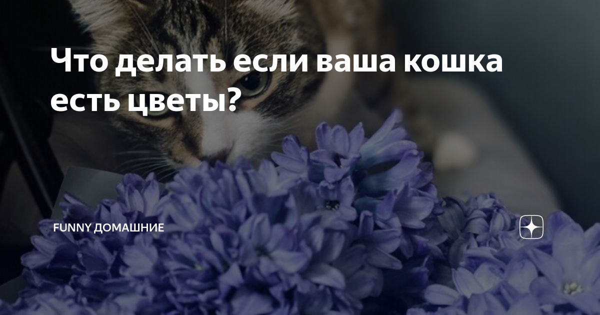 Подоконник, кошки и цветы: попробуем их подружить