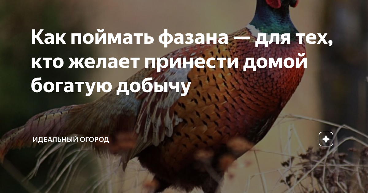 Как поймать фазана на петлю видео