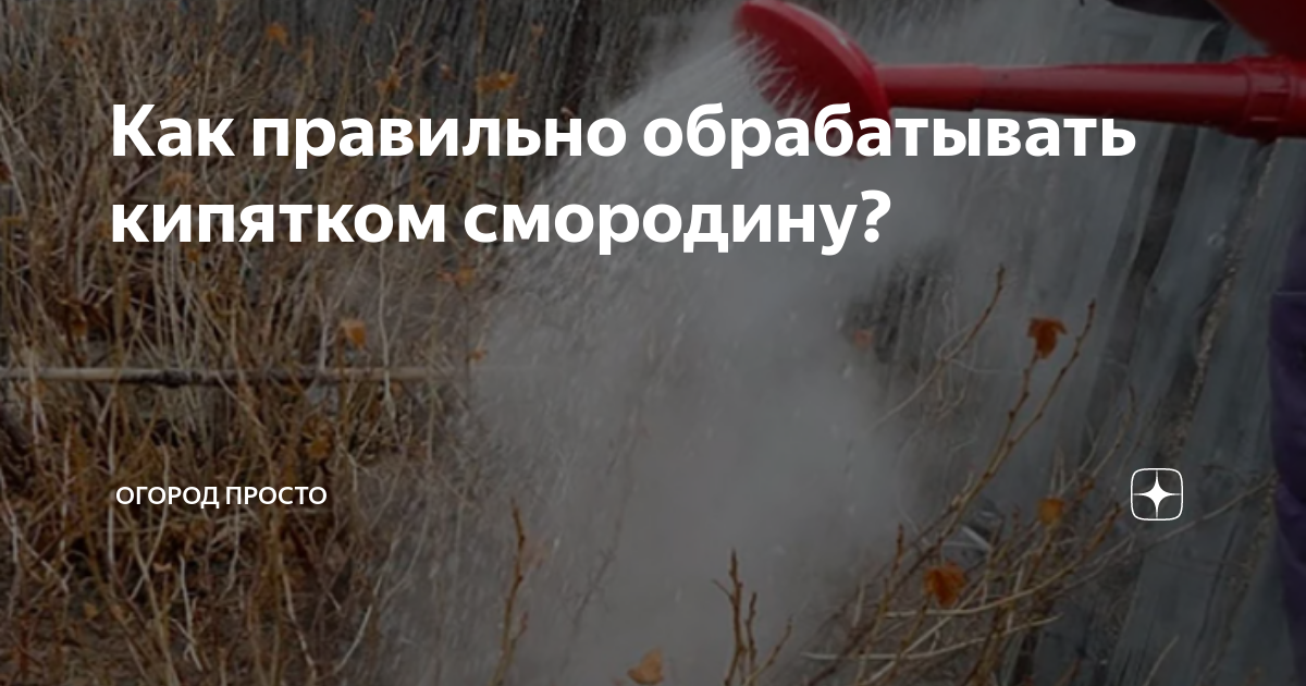 Как обработать смородину весной кипятком. Проливает кипятком смородину. Пролить кипятком кусты. Зачем обливать смородину кипятком весной. Смородина пролить кипятком.