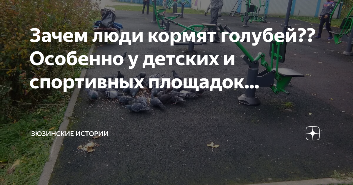 Зюзинские истории рассказы читать. Зюзинские истории дзен. не кормите голубей. зачем вы кормите голубей. не кормите голубей объявление.
