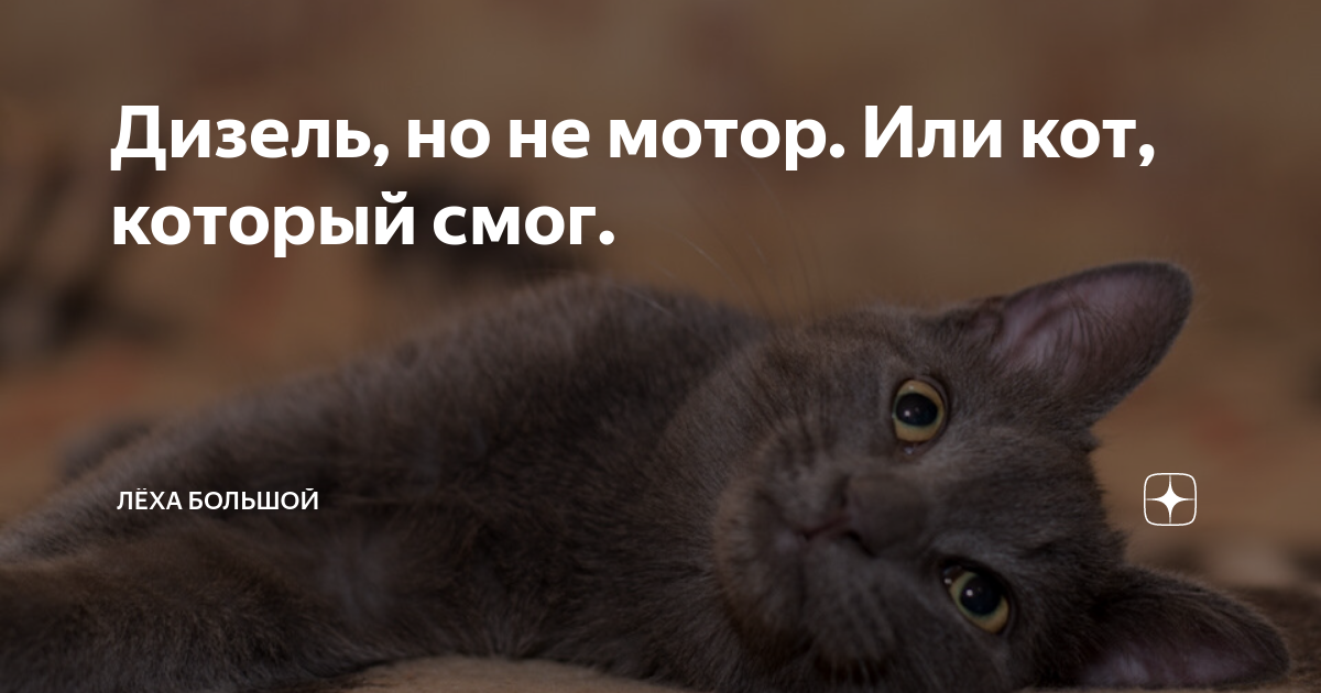 Смог кот. Смог кот