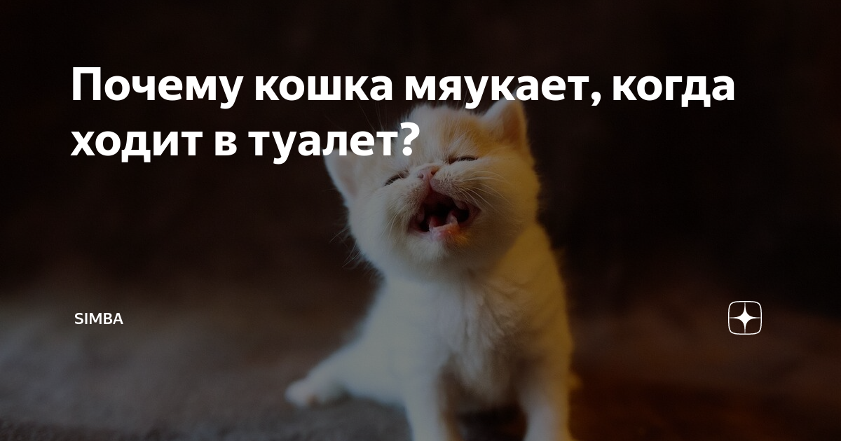 Котенок когда ходит в туалет мяукает?! - Форум о британских кошках