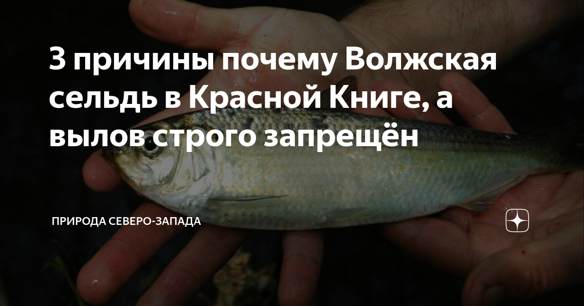 3 причины почему Волжская сельдь в Красной Книге, а вылов строго ...