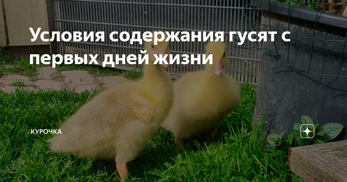 Условия содержания гусят с первых дней жизни | Курочка | Дзен