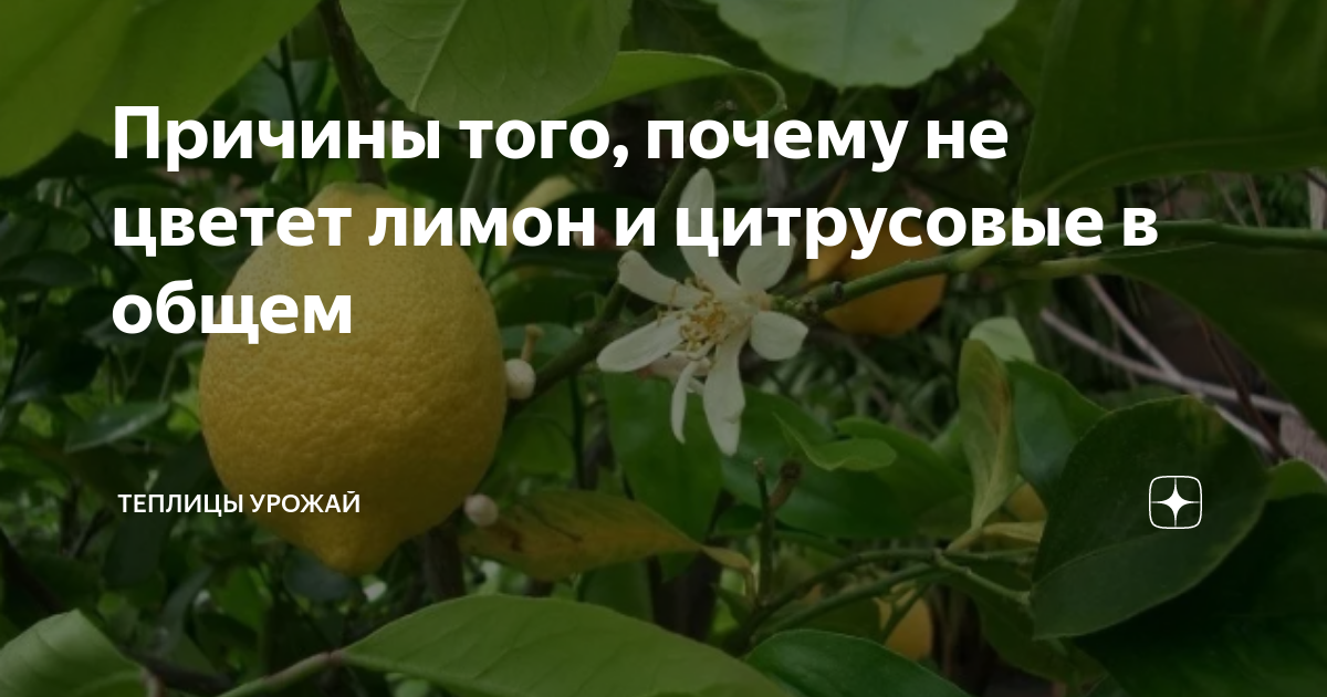 Почему не цветет лимон