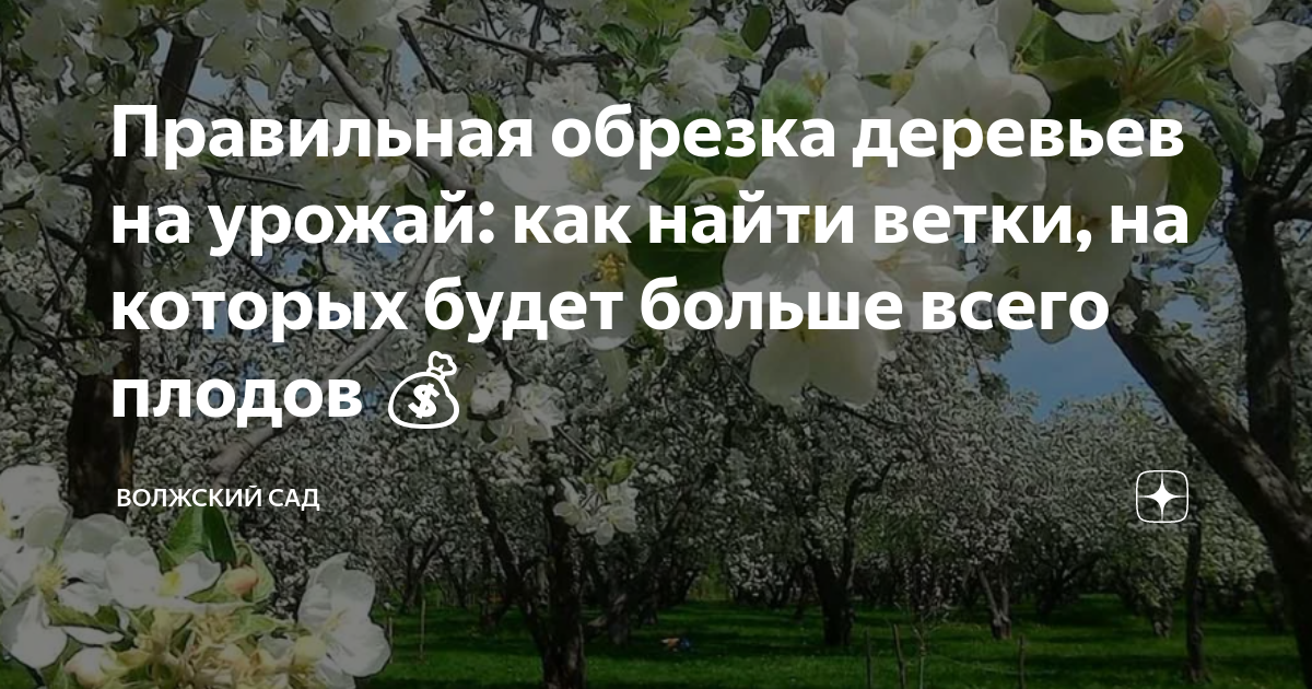 Правильная обрезка деревьев на урожай: как найти ветки, на которых ...