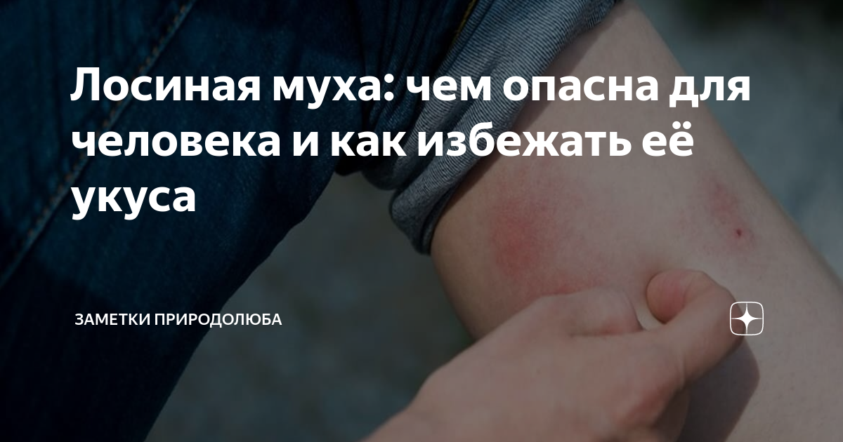 Лосиная муха: чем опасна для человека и как избежать её укуса | Заметки ...