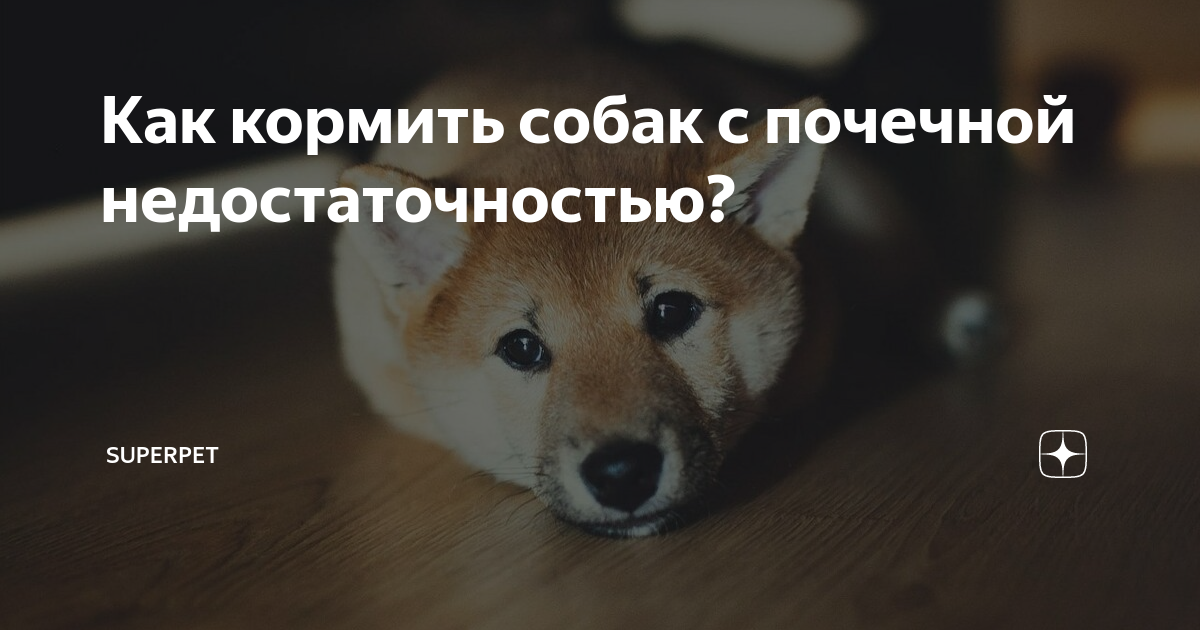 Как кормить собак с почечной недостаточностью? | Натуральный корм для ...