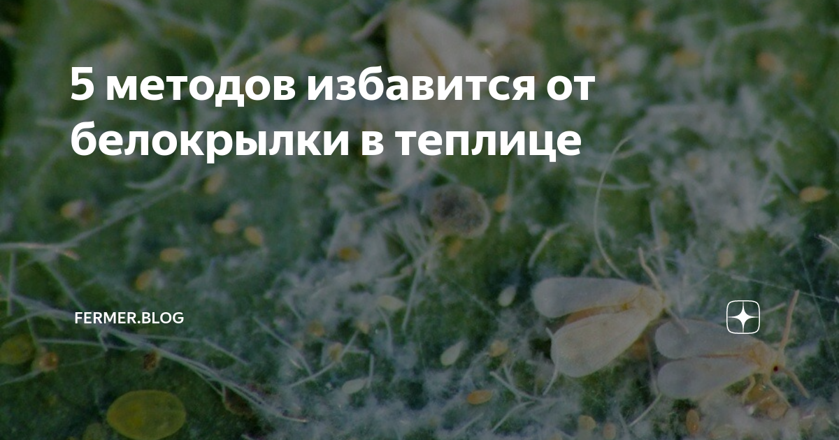 5 методов избавится от белокрылки в теплице | Fermer.Blog | Дзен
