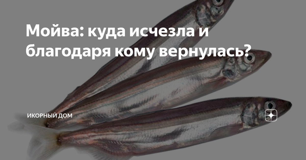 мойва черноморская. мойва рыба. санта бремор икра с копченым лососем. рыба из семейства мойвы. мойва польза.