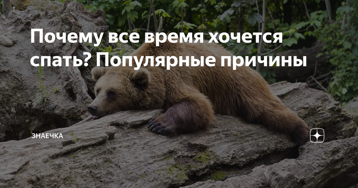 Почему все время хочется спать? Популярные причины | ЗНАЕЧКА | Дзен