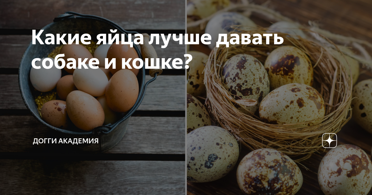 Яйца лучше купить. Какие яйца лучше. Какая категория яиц лучше. Какие яйца лучше с0 или с1.