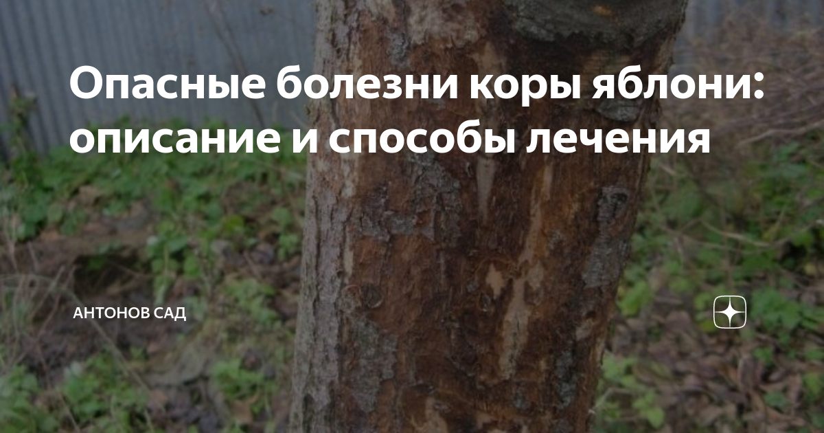 Лечение коры яблони. Цитоспороз коры яблони. Яблоневый короед. Бороздование ствола яблони. Цитоспороз (стволовая гниль.