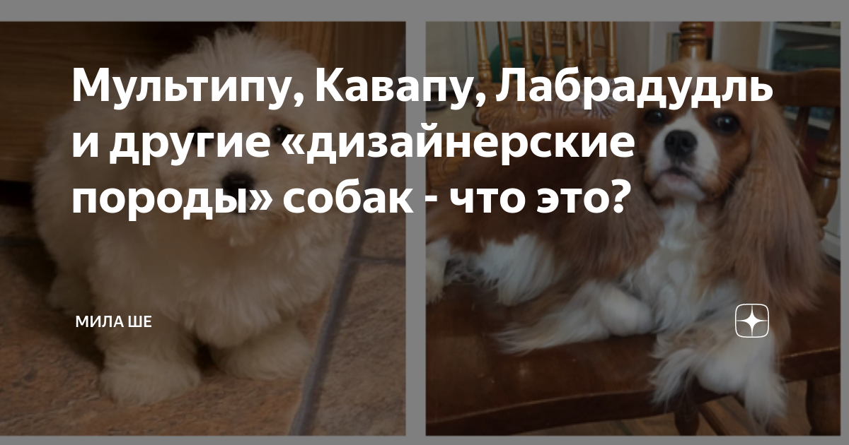Мультипу, Кавапу, Лабрадудль и другие «дизайнерские породы» собак - что ...