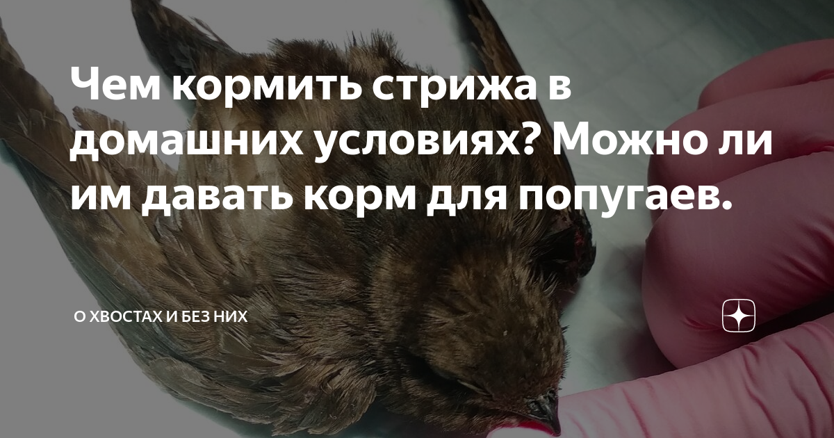 Нашли стрижа, что делать? Почему птенцы падают, чем и как их кормить - 18 июня - malino-v.ru