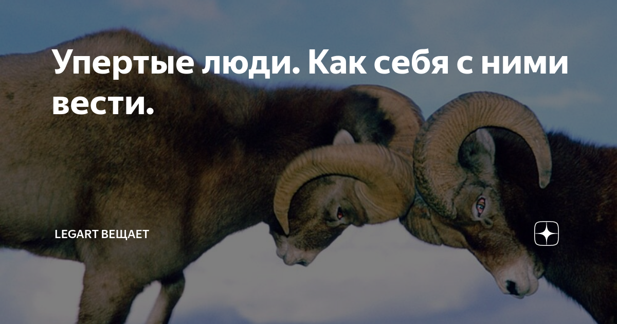 Упертый баран картинки