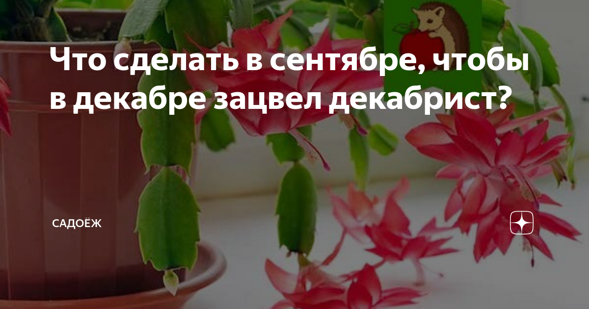 Чем полить декабрист чтобы он зацвел. Что надо чтобы декабрист зацвел. Декабрист полив янтарной кислотой. Почему декабрист не цветет в декабре. Почему декабрист не цветет что надо делать?.