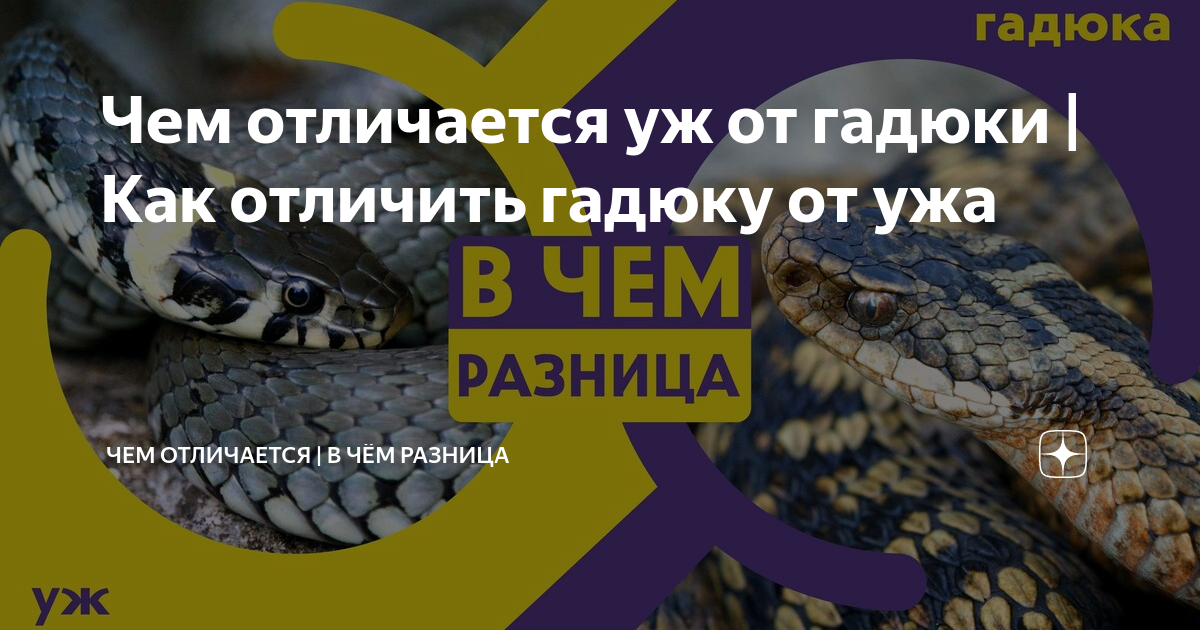 Гадюки в оке