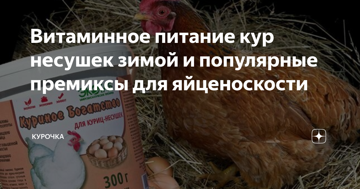 Витаминное питание кур несушек зимой и популярные премиксы для ...