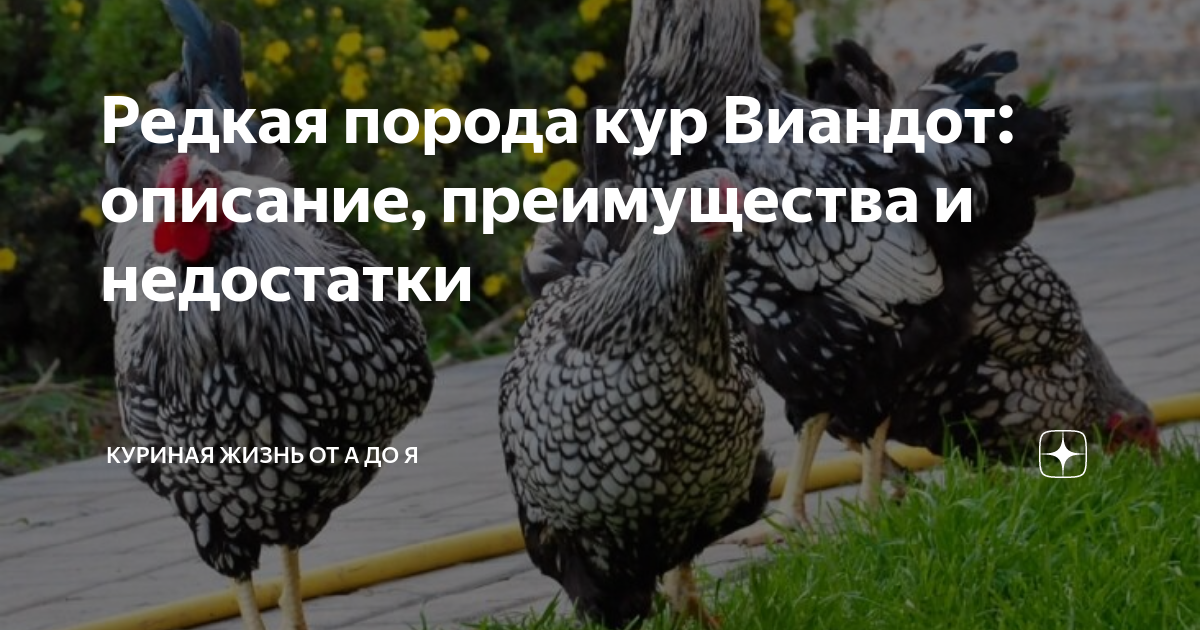 Редкая порода кур Виандот: описание, преимущества и недостатки ...