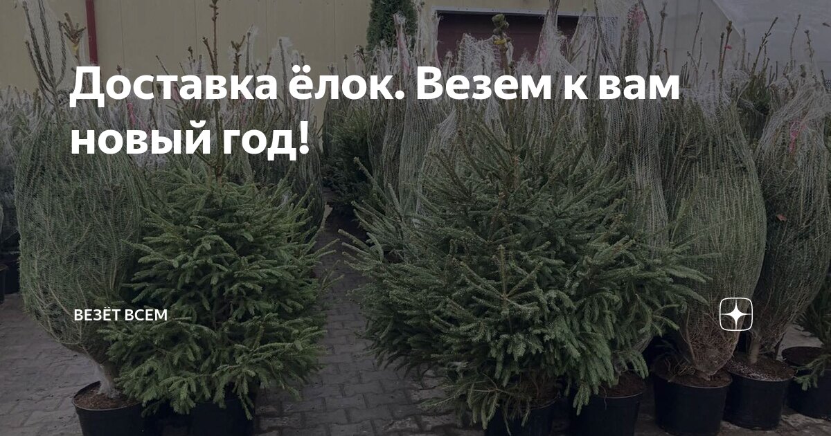 Доставка ёлок. Везем к вам новый год! | Везёт Всем | Дзен