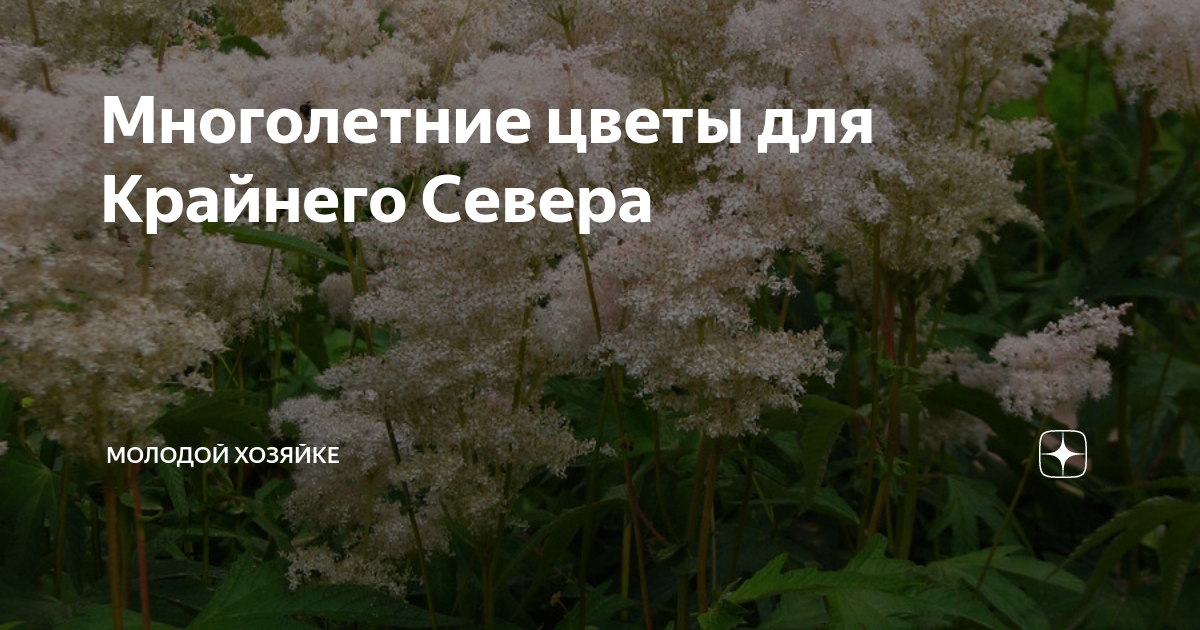 Многолетние цветы для Крайнего Севера | Молодой хозяйке | Дзен