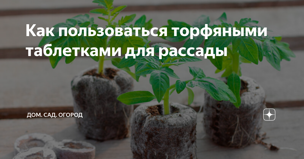 Как пользоваться торфяными таблетками для рассады | ДОМ. САД. ОГОРОД | Дзен
