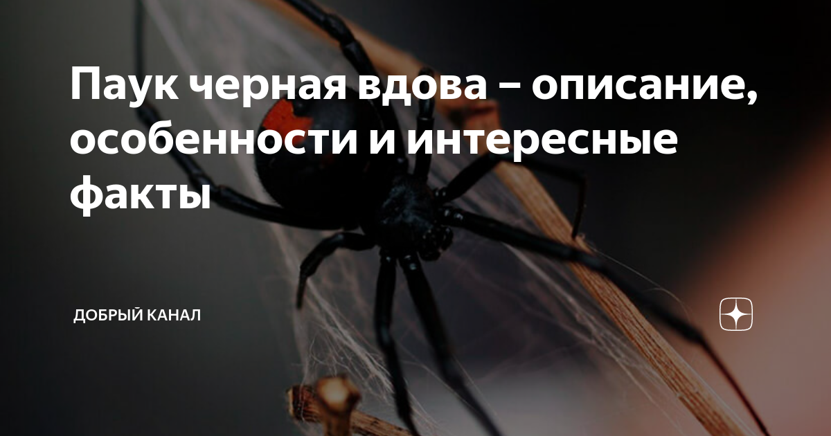 Паук -символика изображения: Персональные записи в журнале Ярмарки Мастеров