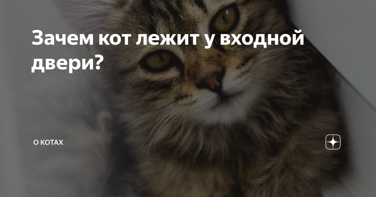 О чем предупреждают коты у входной двери: самые важные приметы о домашних любимцах