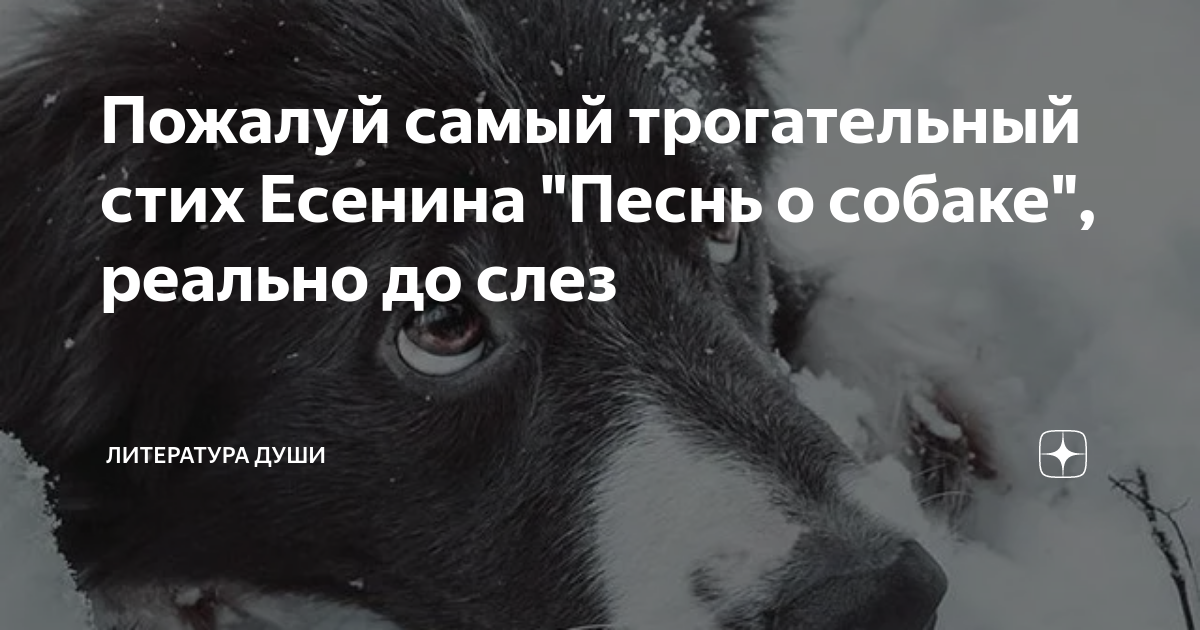 стихи про животных до слез