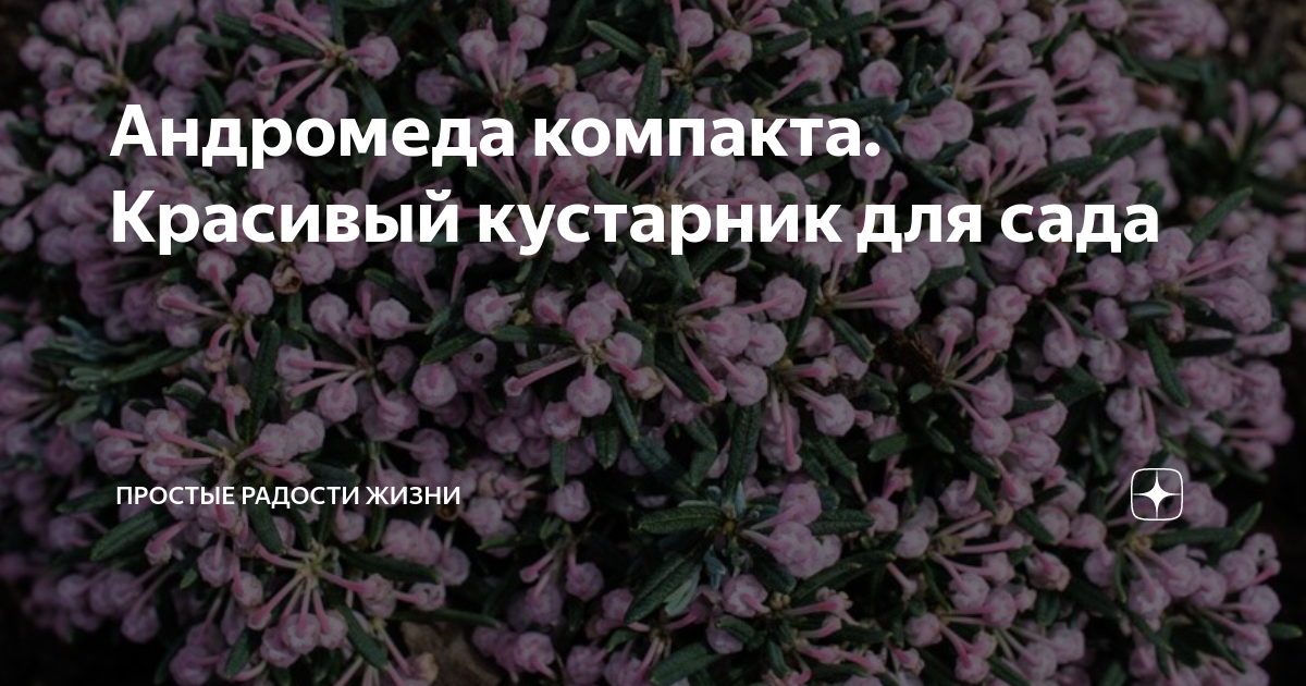 Андромеда компакта. Красивый кустарник для сада