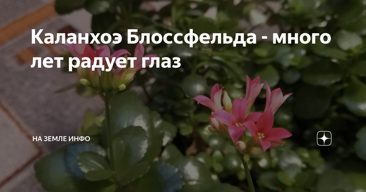 Как защитить растение от болезней и вредителей