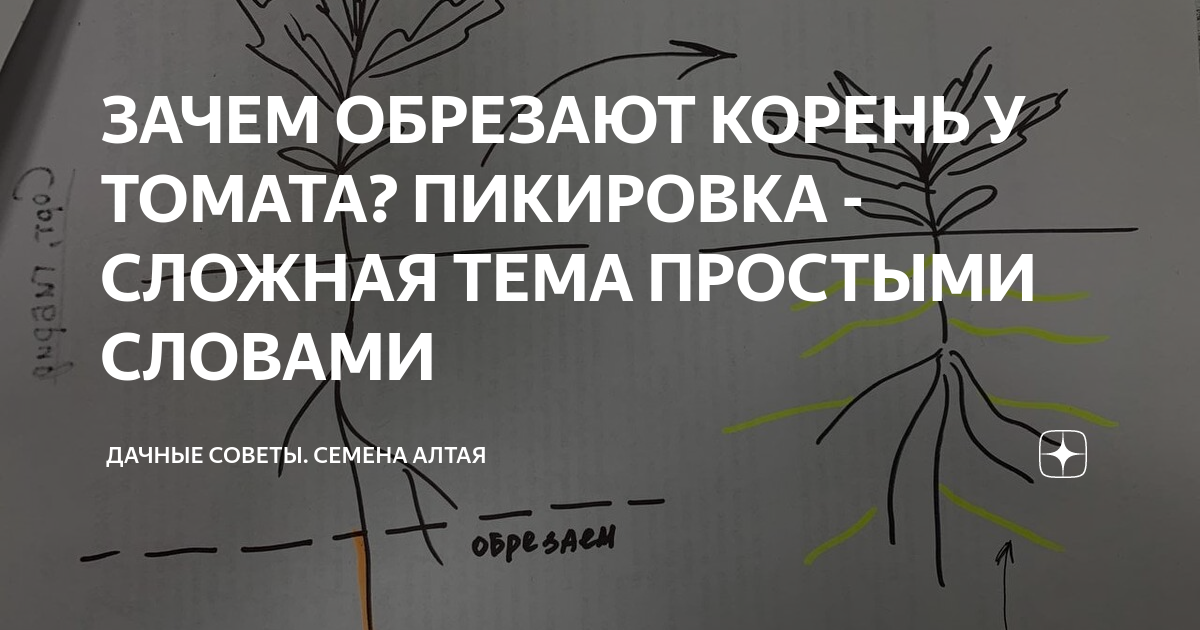 ЗАЧЕМ ОБРЕЗАЮТ КОРЕНЬ У ТОМАТА? ПИКИРОВКА - СЛОЖНАЯ ТЕМА ПРОСТЫМИ ...
