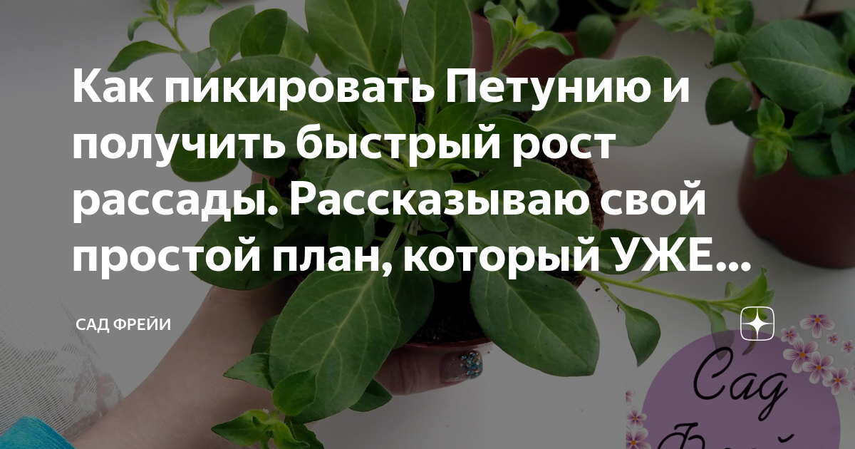 В какие дни апреля можно пикировать рассаду. Цветы быстрый рост и цветение.