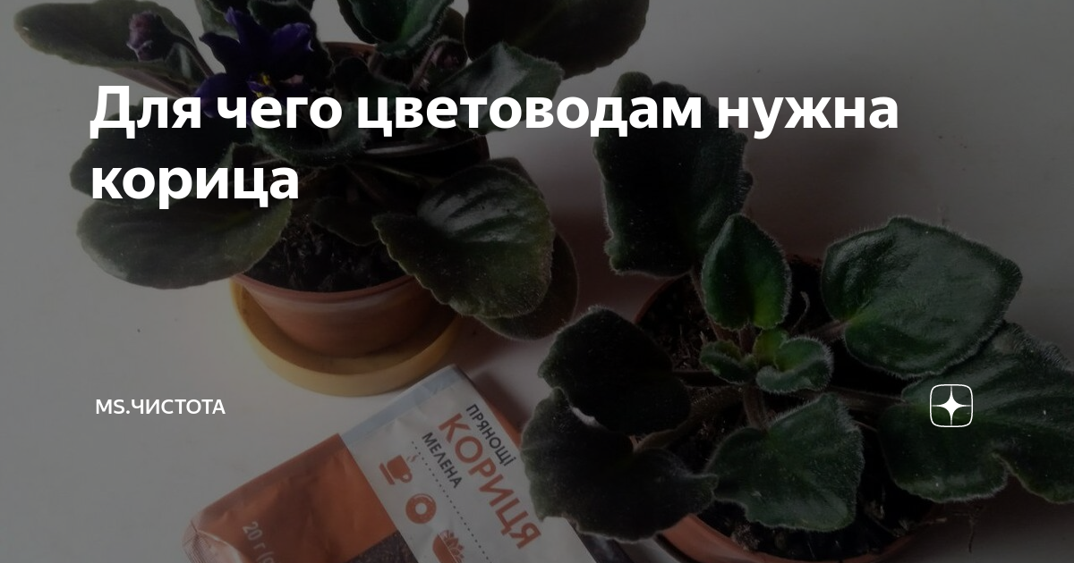 Для чего цветоводам нужна корица | Ms.Чистота | Дзен