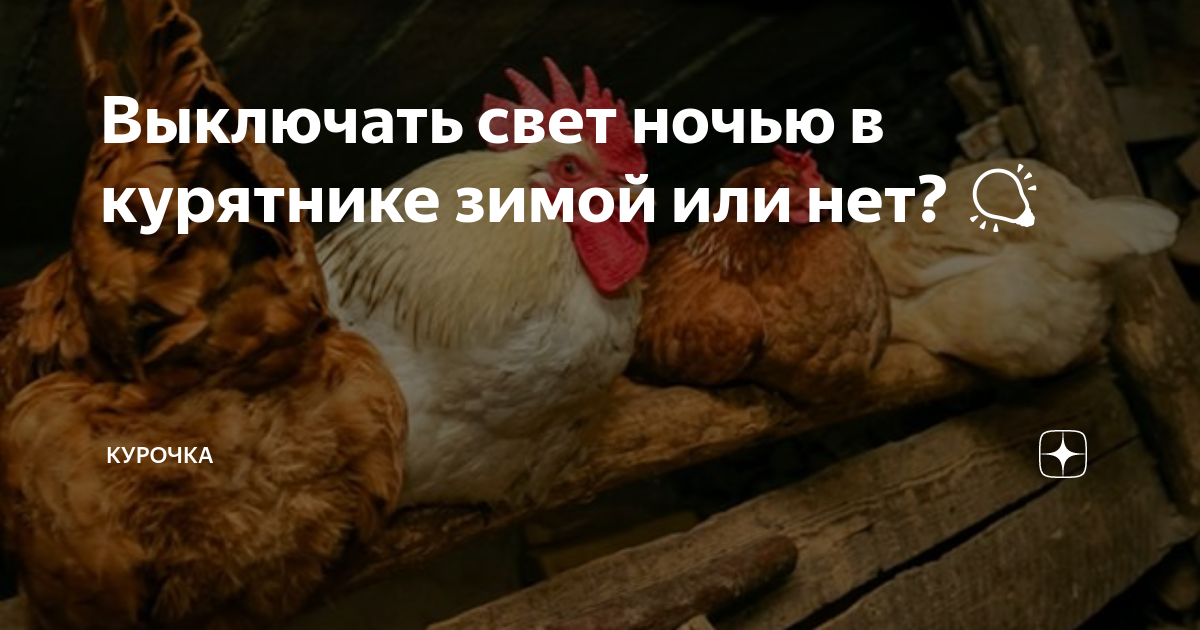 Выключать ли свет цыплятам на ночь. Курица дзен. Интересные факты о курицах.