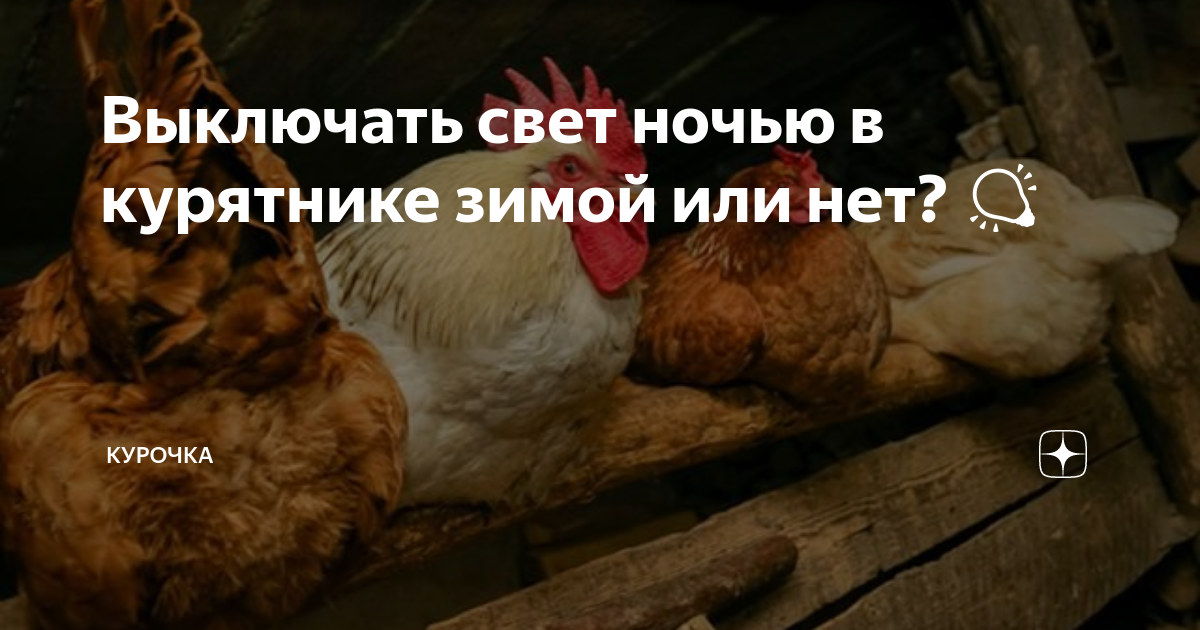 Нужно ли цыплятам на ночь выключать свет