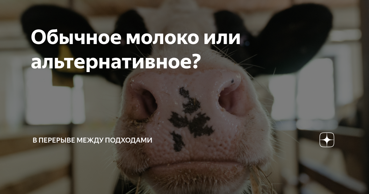 Обычное молоко или альтернативное? | В перерыве между подходами | Дзен