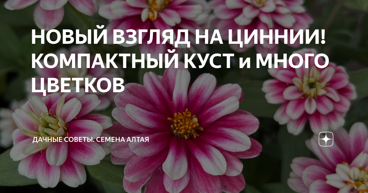 НОВЫЙ ВЗГЛЯД НА ЦИННИИ! КОМПАКТНЫЙ КУСТ и МНОГО ЦВЕТКОВ | Семена Алтая ...
