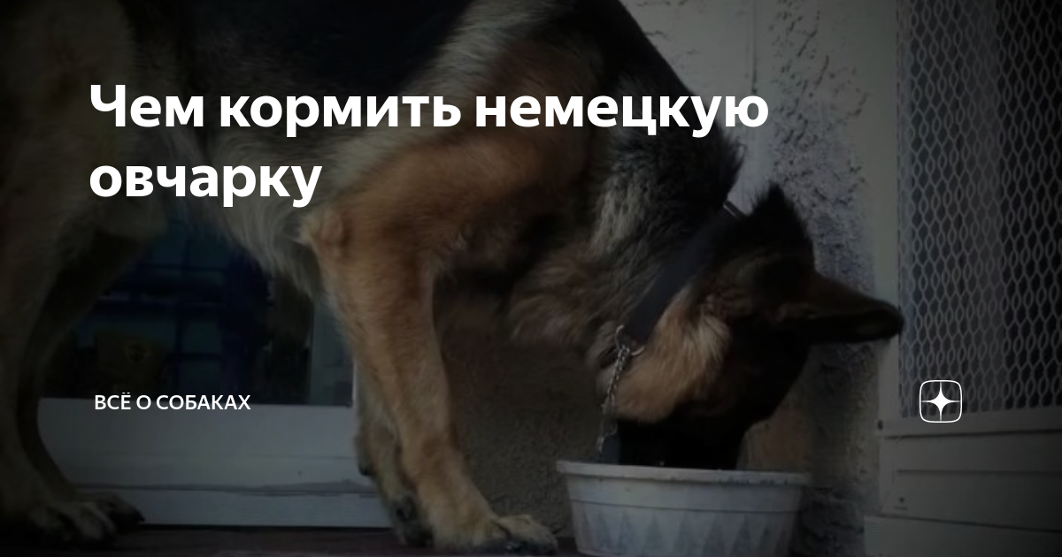 чем кормить 1 5 месячного щенка немецкой овчарки