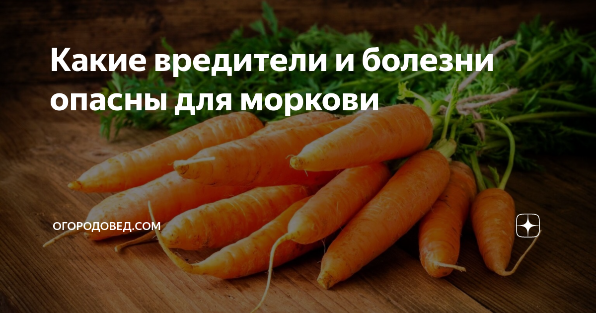 Почему нельзя морковь. Морковь чем полезна для беременности. Чем полезна морковка для беременных. Хочется моркови при беременности.