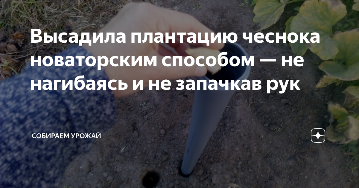Высадила плантацию чеснока новаторским способом — не нагибаясь и незапачкав рук