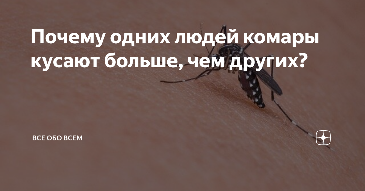 Проект почему кусают комары. Почему комары пьют кровь. Кого кусают комары чаще всего. Исследовательская работа почему кусают комары. Почему не кусают комары.