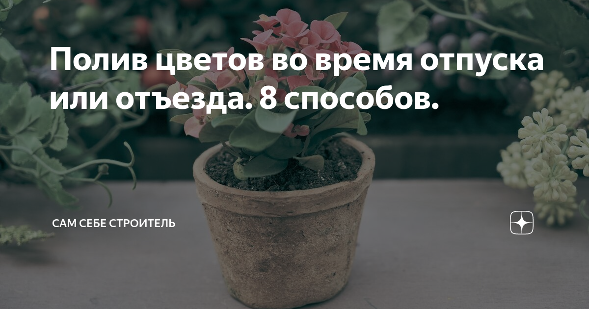 «Все были живы»: 10 способов организовать полив цветов в квартире, когда уезжаешь в отпуск