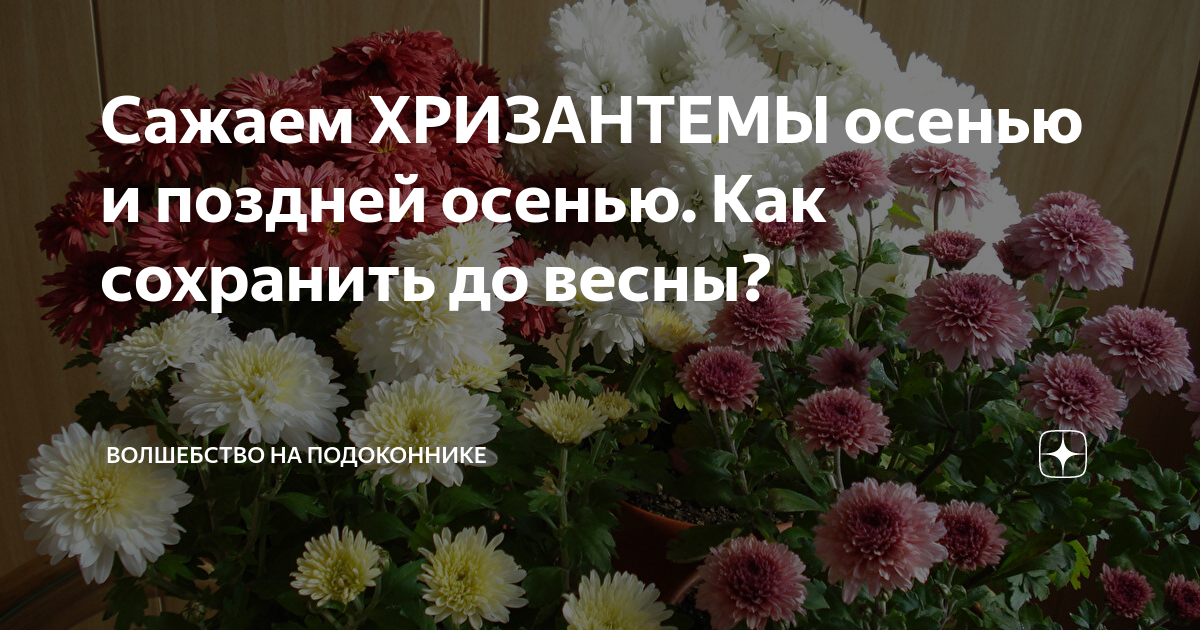 Хризантемы как сохранить букет в вазе дольше. Как сохранить хризантему в майские заморозки.