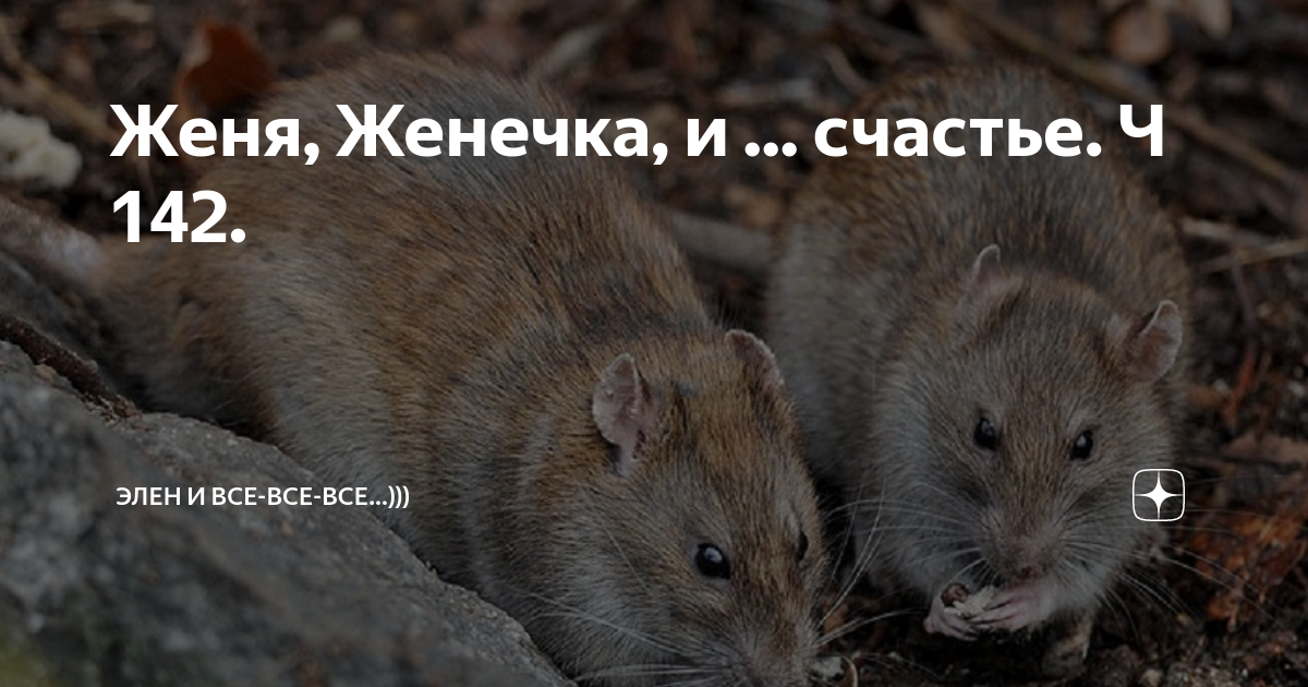 Женя, Женечка, и ... счастье. Ч 142. | Элен и все-все-все...))) | Дзен