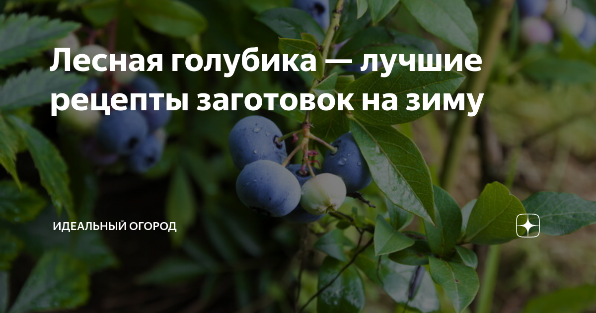 Лесная голубика — лучшие рецепты заготовок на зиму | Идеальный огород ...